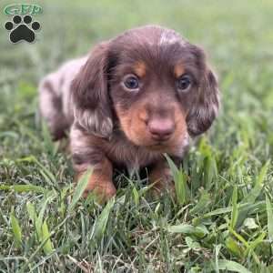 Stewart, Dachshund Puppy